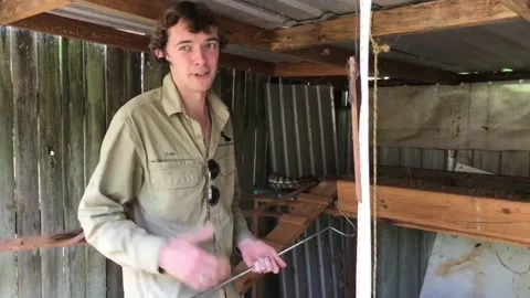 Python Caught in Chicken Coop, Pomona, Queensland, Australia - 26 Sep 2018 Stockbeeldmateriaal 205241388