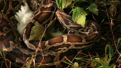 Python caught prey Stock Footage 145548100