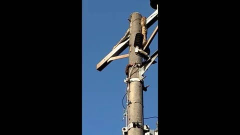 Python causes electricity outage as it climbs power pole in Mandaue City, Ph... Video stock 280572300