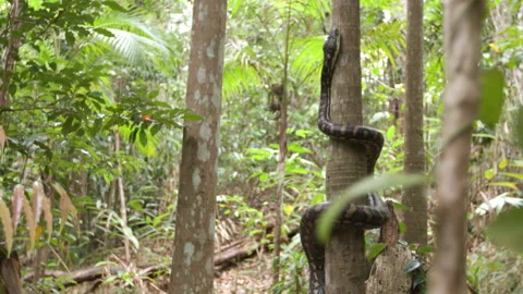 Python Climbing 100fps 4K Video stock 223967537