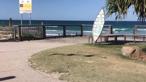 Python Climbing a Tree at the Beach, Brisbane, Queensland, Australia - 19 Sep 20 Stockbeeldmateriaal 205242688