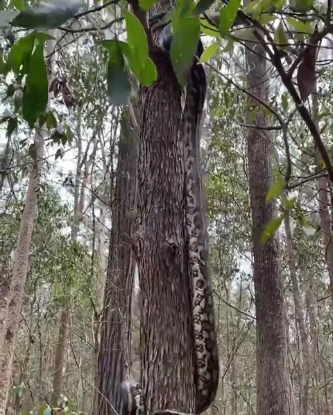 Python Climbs Tree, Queensland, Australia - 30 Sep 2021 動画素材 205423031