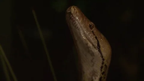 Python close up face snake Stock Footage 69154236