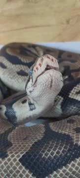 Python close‑up showing detailed head structure Stock-Fotos