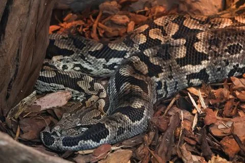 Python coiled amidst dry leaves and bark, showcasing its intricate scales and Stock Photos