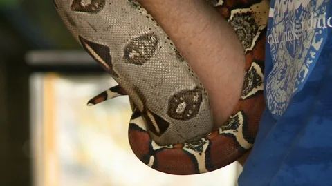 Python Coiled Around Person's Arm Stock Footage 115134180