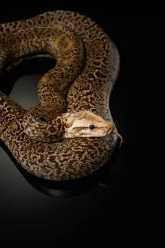 Python Coiled on Black Background 스톡 사진