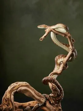 Python Coiled on Twisted Branch 写真素材