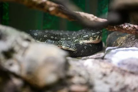 Python Coiled in Watchful Stillnes Stock Photos