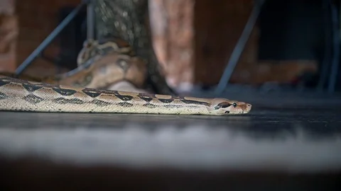 Python crawling on the floor in a studio Stock-Footage 89494008