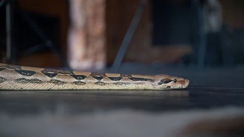 Python crawling on the floor in a studio Stock-Footage 89631144