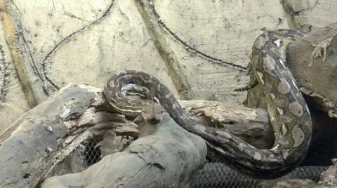 Python crawling 스톡 동영상 34539823