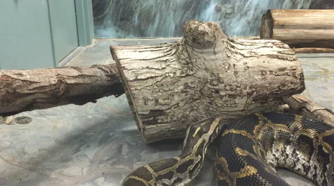 A Python crawling Video stock 56742914