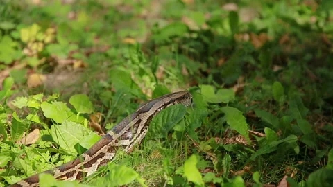 Python crawling on the grass Video stock 139522369