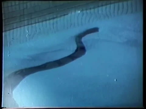 Python crawling in swimming pool Stock Footage 260252048
