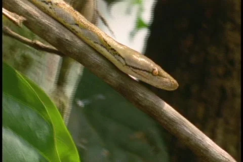 A python crawls over a log in a forest. Stock Footage 552056