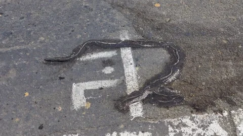 A python crushed by a car on the highway Stock-Footage 316894587
