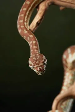 Python Curled and Ready to Strike Photos