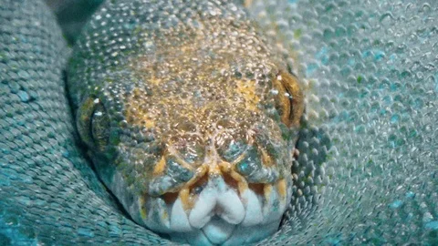 The Python curled up on the log Stock Footage 120079925