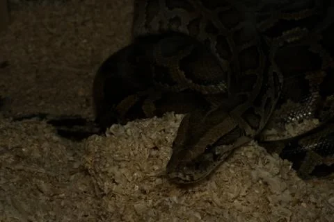 Python curled up on sawdust Stock-Fotos