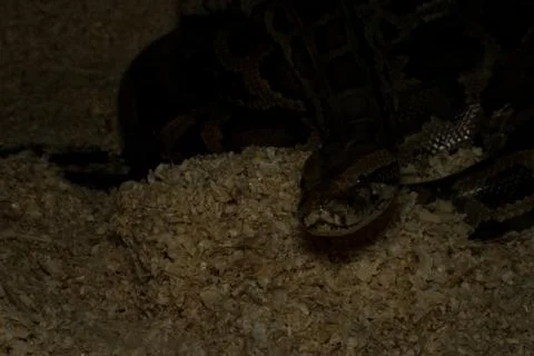 Python curled up on sawdust Stock-Fotos