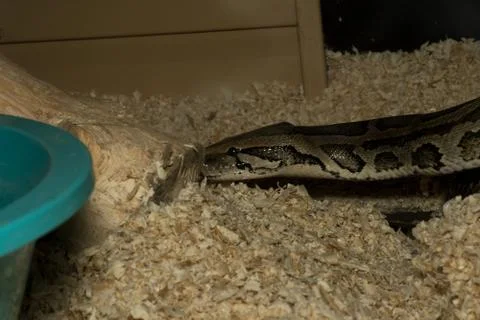 Python curled up on sawdust Stock-Fotos
