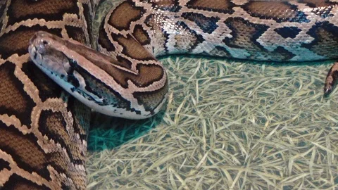 Python curls up in rings Stock Footage 122191722