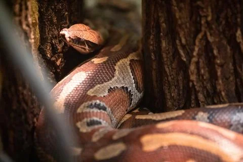 Python curtus in Plock's Zoo, Poland - 25 Nov 2020 스톡 사진