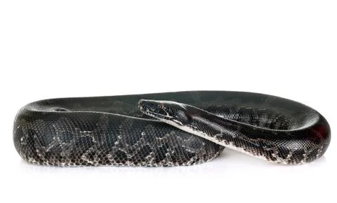 Python curtus in studio Stock Photos
