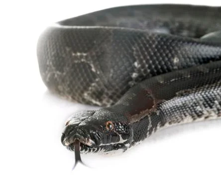 Python curtus in studio Stock Photos