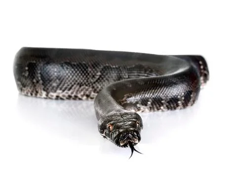 Python curtus in studio 写真素材
