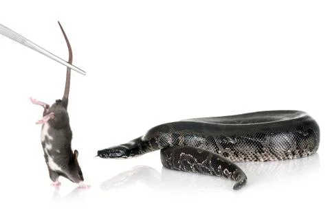 Python curtus in studio 스톡 사진