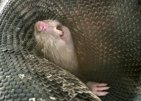 Python curtus in studio Stock Photos