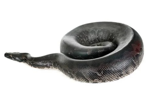 Python curtus in studio Stock Photos