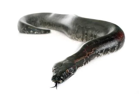 Python curtus in studio 스톡 사진