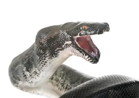 Python curtus in studio Photos