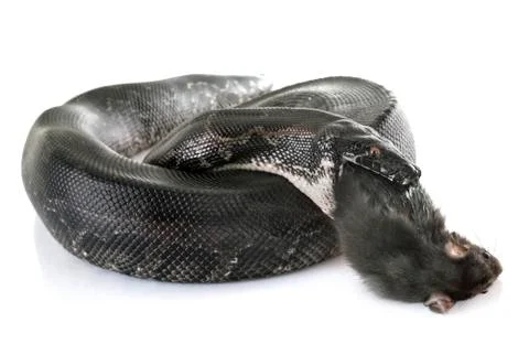 Python curtus in studio Stock Photos