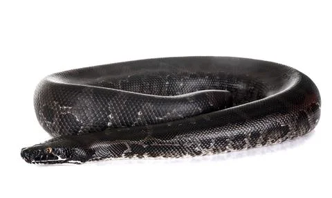 Python curtus in studio Stock Photos