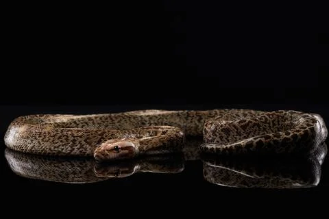 Python on Dark Surface Photos