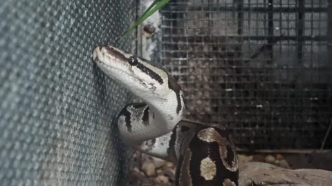 A python is darting its tongue, desperately seeking a way out of its enclosure Vidéo 282410979