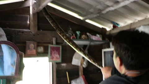 Python drops from ceiling and bites resc... | Stock Video | Pond5