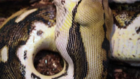 Python eating a large mammal wrapped up in powerful grip Stock Footage 150007889