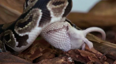 Python Eating a Mouse HD Stock-Footage 7749026