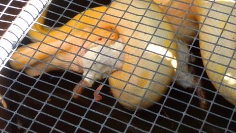 Python eating a rabbit in a cage Stock-Footage 93482280