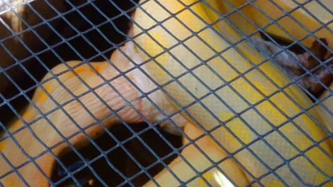 Python eating a rabbit in a cage Stock-Footage 93482283