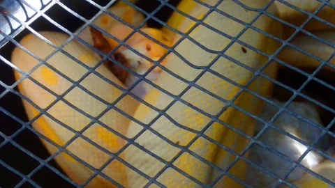 Python eating a rabbit in a cage Stock-Footage 93482294