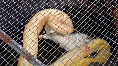 Python eating a rabbit in a cage Stock-Footage 93482302
