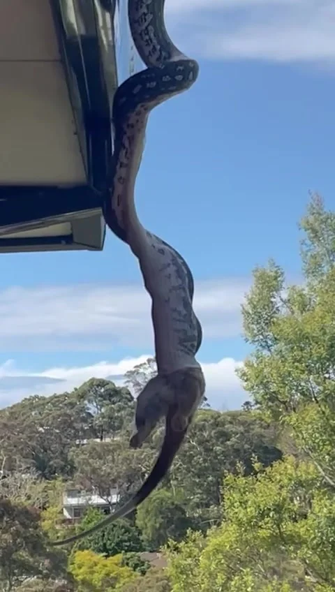 Python Eats a Possum, Allambie Heights, New South Wales, Australia - 21 Sep 2022 Stockbeeldmateriaal 211868256