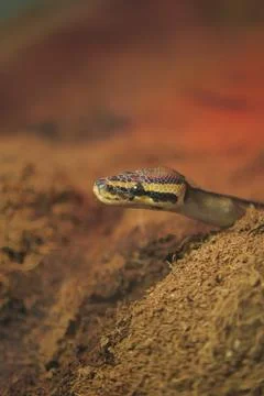 Python emerges from ground in warm setting 스톡 사진