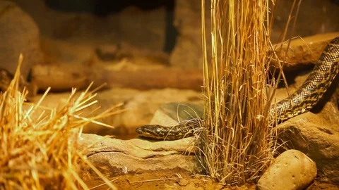 Python in enclosure. Stock Footage 104375227